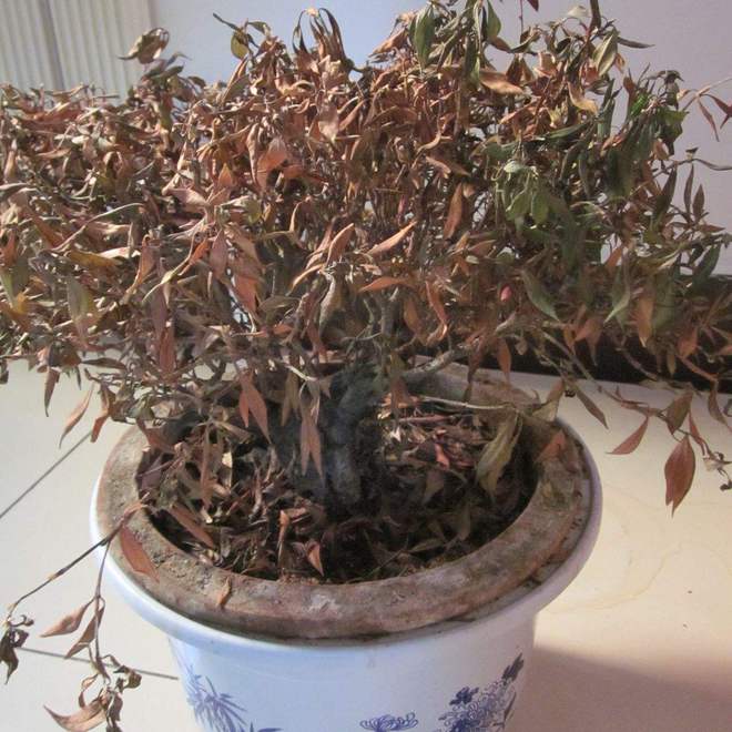 ”家里有这5种物品一定要尽早处理掉！麻将胡了app俗话说：“财不入脏屋(图2)